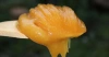 Pure and natural wild honey from Laos costs 260 yuan per kilogram Application Scenario